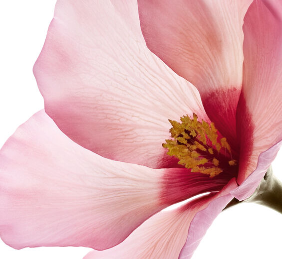 Hibiscus sabdariffa-Ácidos de la flor de Hibiscus sabdariffa-Hibiscus sabdariffa flower extract