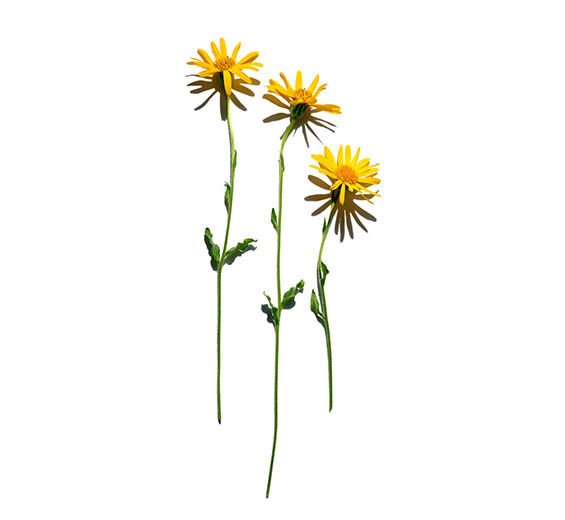 Árnica-Extracto de árnica-Arnica montana flower extract