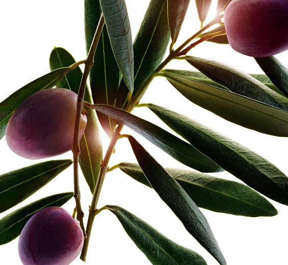 Olivo-Aceite de oliva bio-Olea europaea (olive) fruit extract