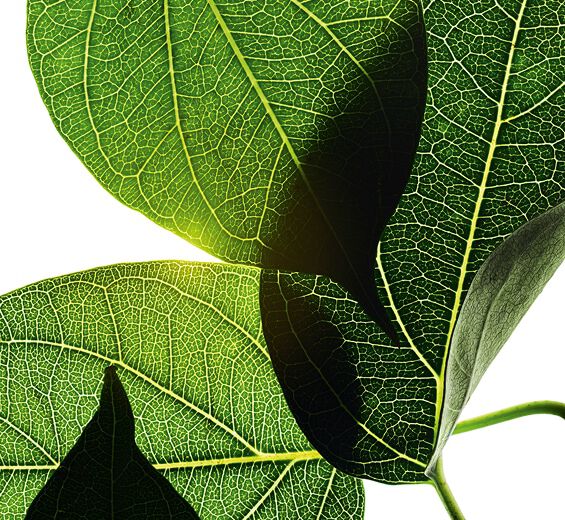 Gymnema gymnema sylvestre-Extracto de gymnema silvestre-Gymnema sylvestre leaf extract