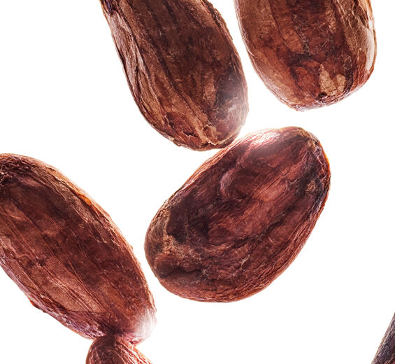 Cacao-Manteca de cacao bio-Theobroma cacao (cocoa) extract
