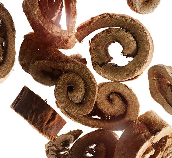 Mórea blanca-Extracto de morera blanca bio-Morus alba root extract