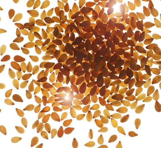 Sésamo-Aceite de sésamo bio-Sesamum indicum (sesame) seed oil