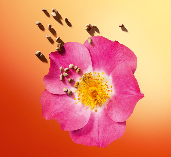 Rosa mosqueta-Aceite de rosa mosqueta bio-Rosa rubiginosa seed oil