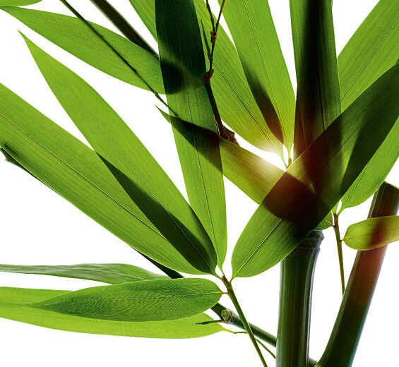 Bambú-Polvos de bambú-Bambusa arundinacea stem extract