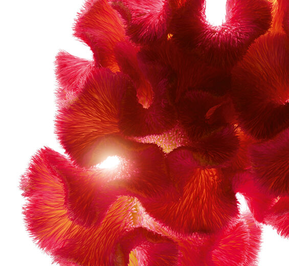 Celosía-Extracto de celosía-Celosia cristata flower extract