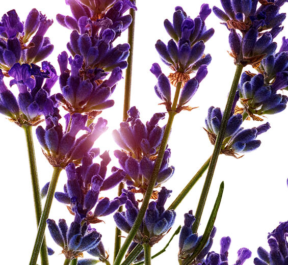 Lavanda-Aceite esencial de lavanda-Lavandula angustifolia (lavender) oil