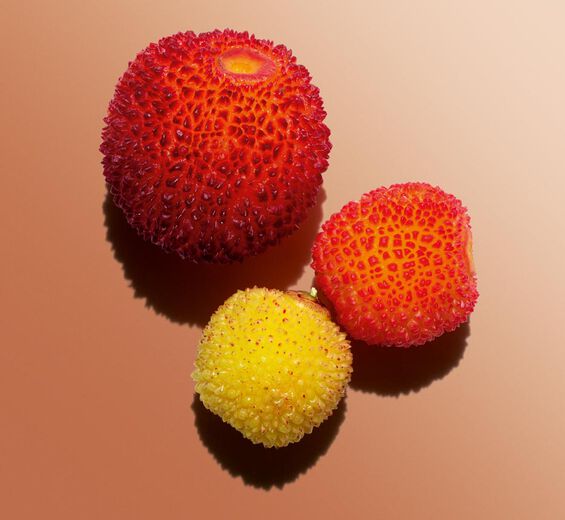 Madroño-Extracto de madroño bio-Arbutus unedo fruit extract