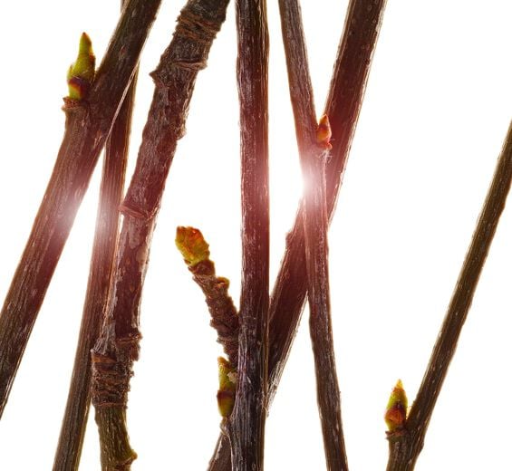 Serbal-Extracto de yemas de serbal bio-Pyrus sorbus bud extract