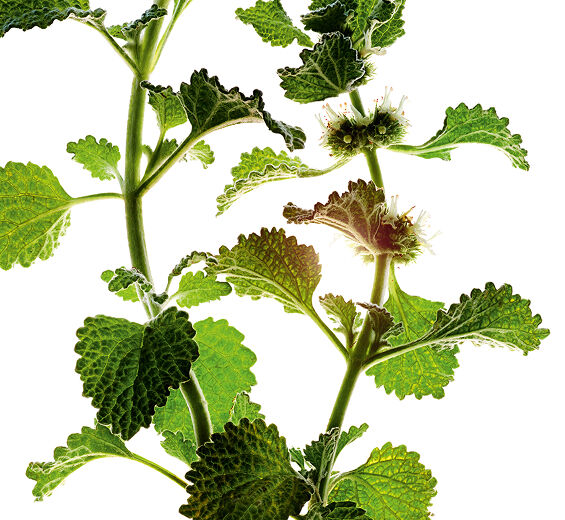 Marrubio blanco-Extracto de marrubio blanco bio-Marrubium vulgare extract