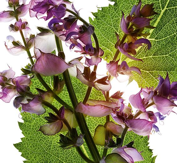 Esclarea-Aceite esencial de esclarea-Salvia sclarea (clary) oil