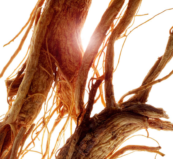 Ginseng-Extracto de ginseng-Panax ginseng root extract