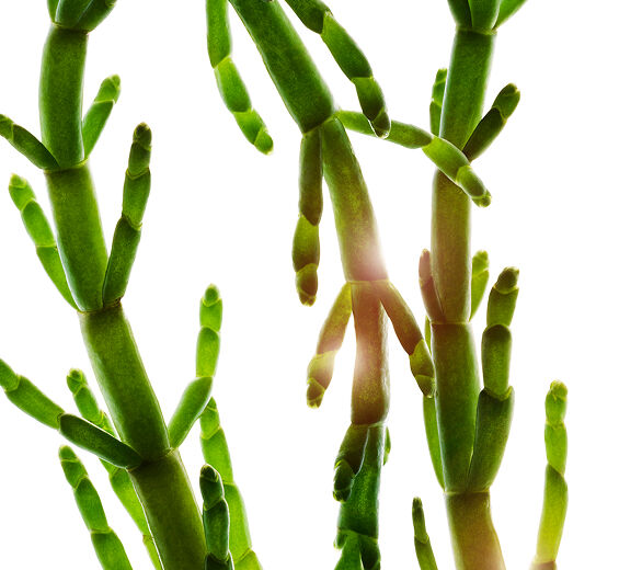 Salicornia-Extracto de salicornia bio-Salicornia herbacea extract