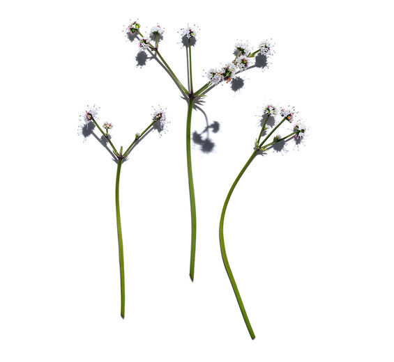 Sanícula-Extracto de sanícula bio-Sanicula europaea extract