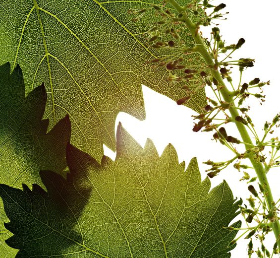 Vid-Extracto de células de flor de vid-Vitis vinifera (grape) flower cell extract