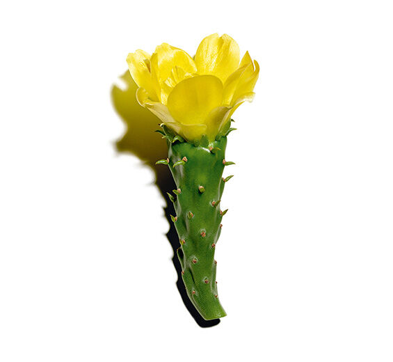 Extracto de higo chumbo-Extracto de higo chumbo-Hydrolyzed opuntia ficus-indica flower extract