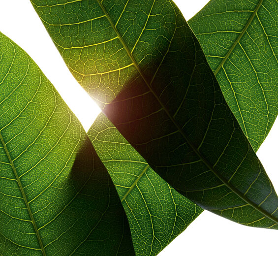 Mango-Extracto de hoja de mango bio-Mangifera indica (mango) leaf extract