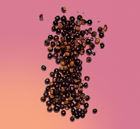 Guaraná-Extracto de guaraná bio-Paullinia cupana seed extract