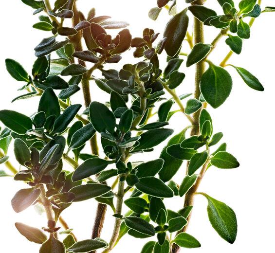 Tomillo limón-Extracto de tomillo limón-Thymus citriodorus flower/leaf extract