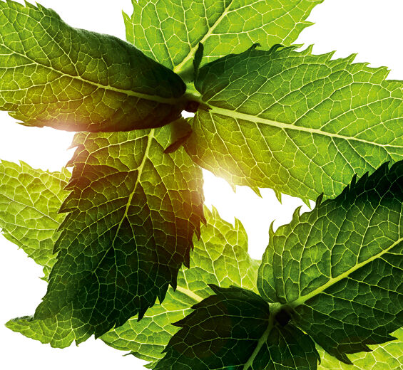 Hierbabuena-Aceite esencial de menta arvensis-Mentha arvensis leaf oil