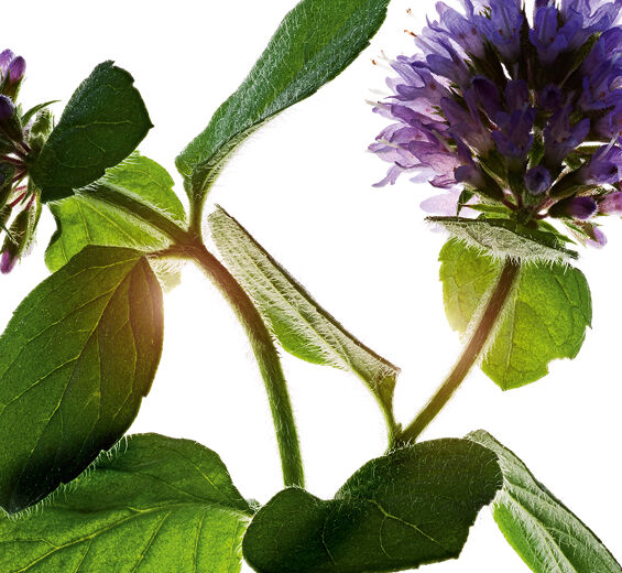 Menta acuática-Extracto de menta acuática bio-Mentha aquatica leaf extract