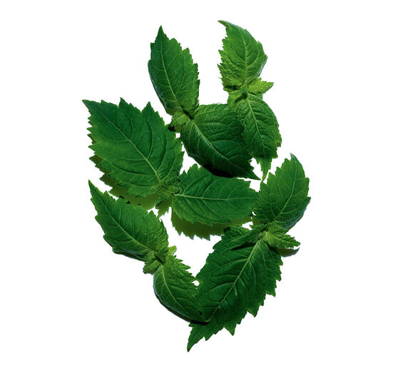 Pachulí-Aceite esencial de pachulí-Pogostemon cablin oil