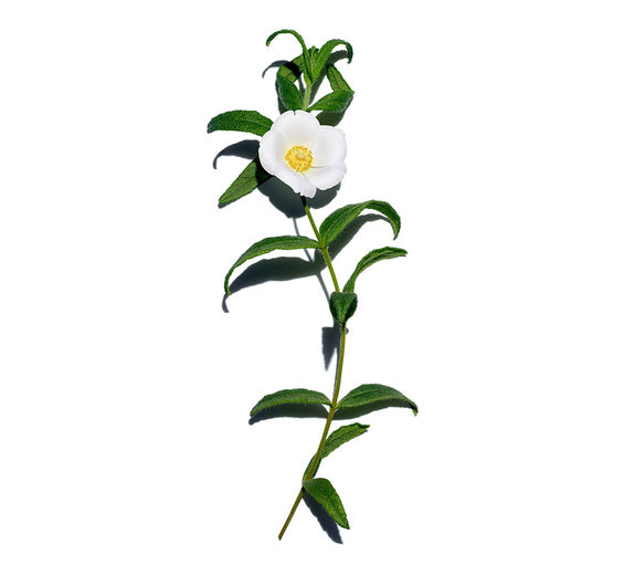 Jaguarzo negro de Montpellier-Extracto de jaguarzo negro de Montpellier bio-Cistus monspeliensis extract
