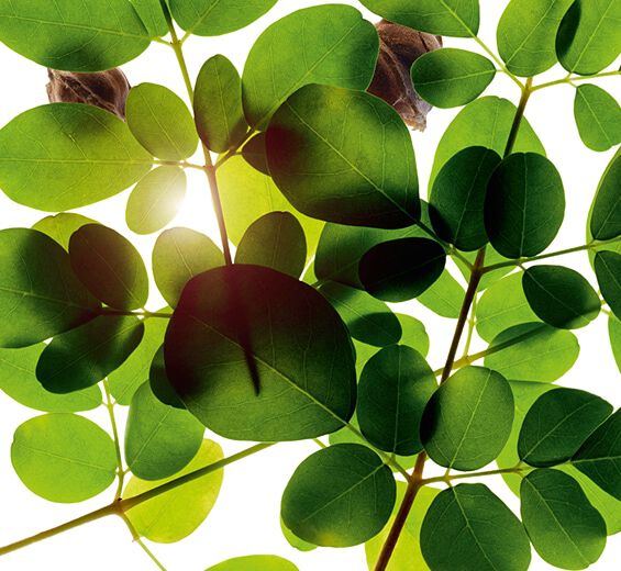 Moringa-Extracto de moringa-Moringa oleifera seed extract