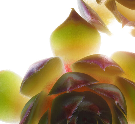 Siempreviva mayor-Extracto de siempreviva mayor bio-Sempervivum tectorum extract