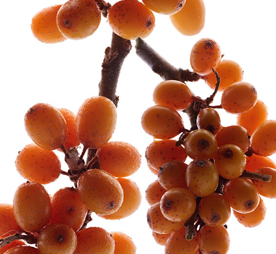 Espino amarillo-Extracto de espino amarillo (planta bio)-Hippophae Rhamnoides Kernel Extract