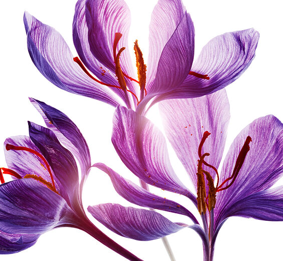 Crocus-Polifenoles de la flor del azafrán (planta bio)-Crocus sativus flower extract