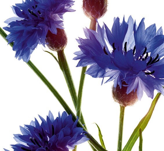 Aciano-Extracto de aciano bio-Centaurea cyanus flower extract
