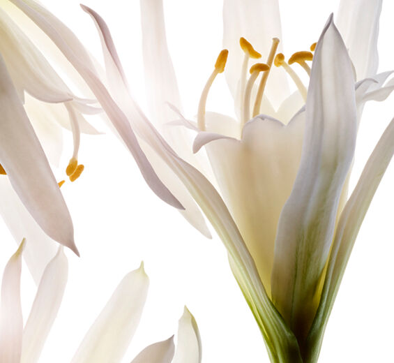 Azucena de mar-Extracto de azucena de mar bio-Pancratium maritimum extract