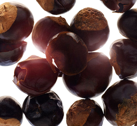 Guaraná-Extracto de guaraná bio-Paullinia cupana seed extract