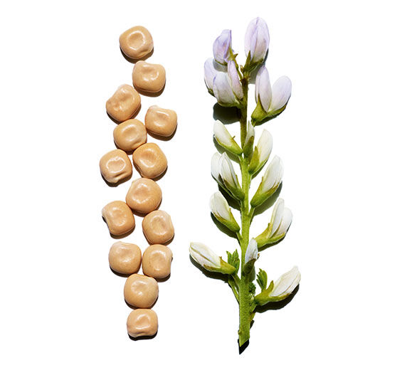 Altramuz blanco-Extracto de altramuz blanco bio-Hydrolyzed lupine protein
