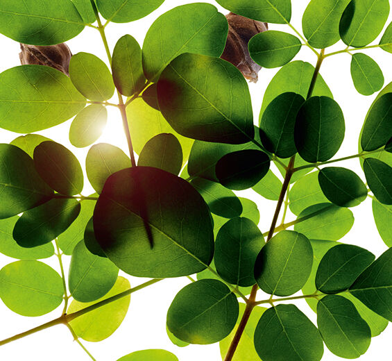 Moringa-Extracto de moringa-Moringa oleifera seed extract