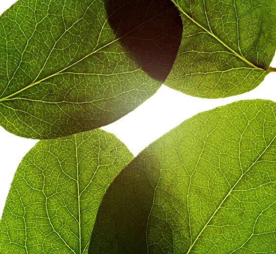 Membrillo-Extracto de hoja de membrillo-Cydonia oblonga leaf extract