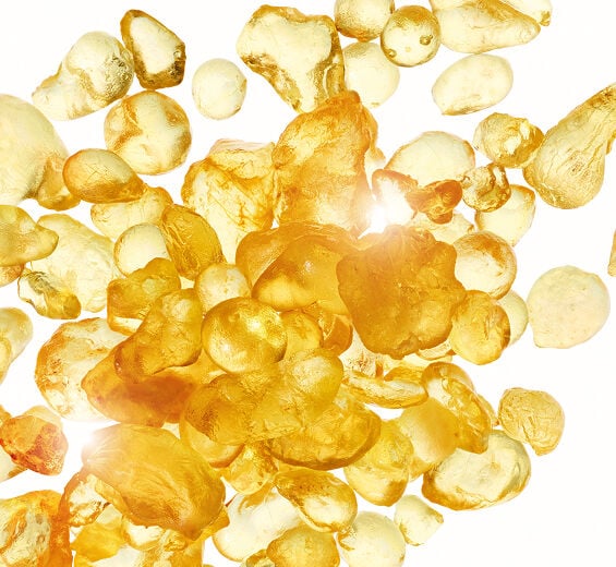 Lentisco-Extracto de almáciga-Pistacia lentiscus (mastic) gum