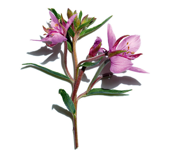 Epilobium fleischeri-Extracto de epilobium fleischeri bio-Epilobium fleischeri extract