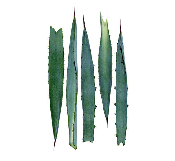 Agave azul-Extracto de agave azul-Agave tequilana leaf extract