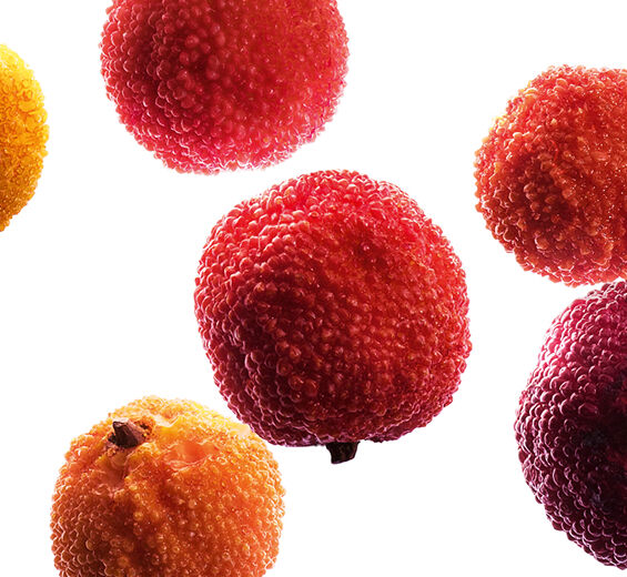 Madro&ntilde;o-Extracto de madro&ntilde;o bio-Arbutus unedo fruit extract