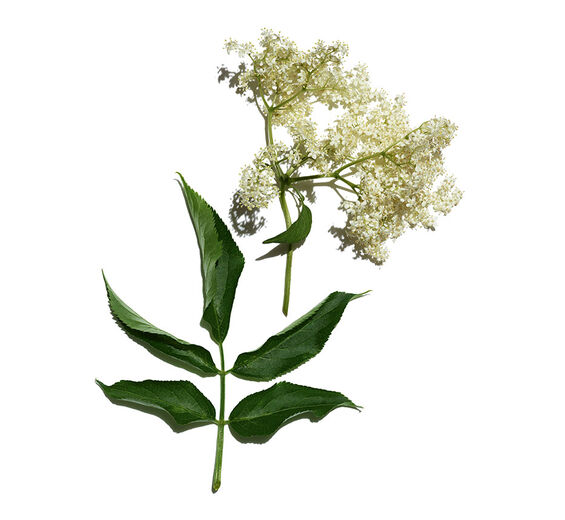 Saúco-Extracto de saúco bio-Sambucus nigra flower extract