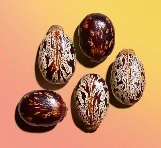 Ricino-Aceite de ricino bio-Ricinus communis (castor) seed oil