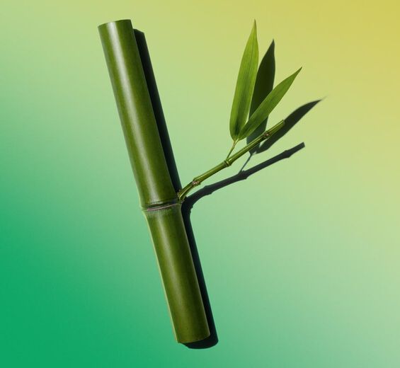 Bambú-Polvos de bambú-Bambusa arundinacea stem extract