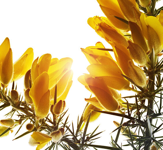 Árgoma-Extracto de árgoma bio-Ulex europaeus leaf/root/stem extract