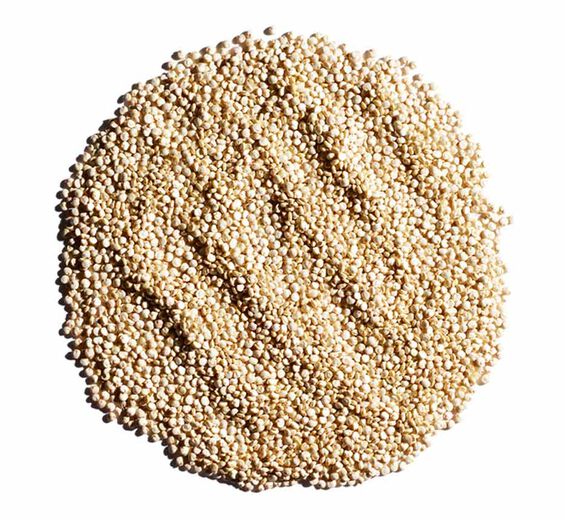 Quinoa-Extracto de quinoa bio-Chenopodium quinoa seed extract