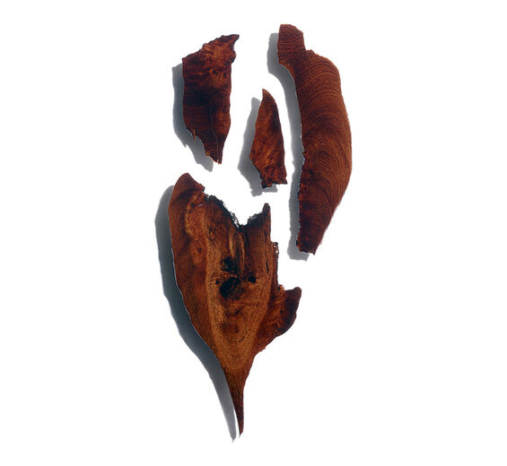 Bocoa-Extracto de bocoa-Bocoa prouacensis extract
