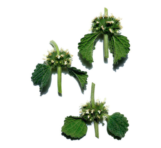 Marrubio blanco-Extracto de marrubio blanco bio-Marrubium vulgare extract