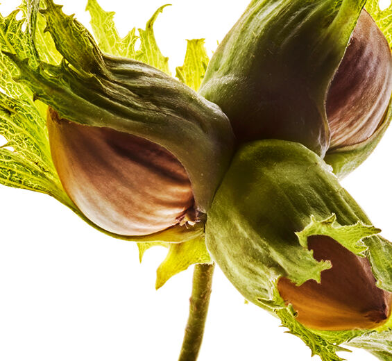 Avellano-Aceite de avellana-Corylus avellana (hazel) seed oil