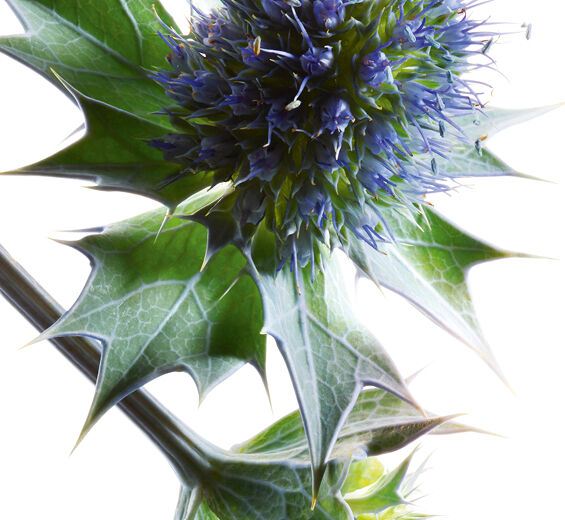 Cardo marino-Extracto de cardo marino bio-Eryngium maritimum extract